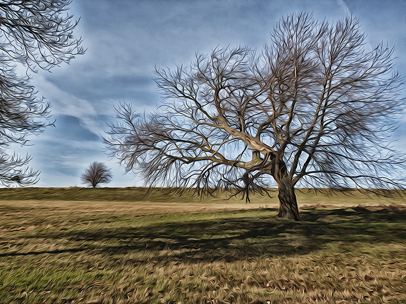 001 Baum IMG_2733_1 Kopie.jpg